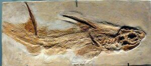 A complete fossil of Hybodus from Germany showing placement of spine.  Image under GNU Free Documentation License